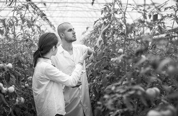 Young scientists farmers working on a tomato greenhouse farm. Compare the data in the tablet. Work...