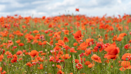 Field of Blossoming Red Poppies. Beautiful Flowers Meadow and Summer Nature Landscape