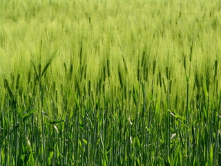 green rye field