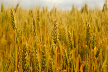 Ripe ears of wheat growing in a farmer's field, close-up