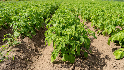 Fototapeta na wymiar Field of Green Potato Bushes.White Blooming Potato Flower on Farm Field. Organic Vegetable Concept.