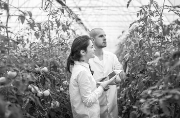 Young scientists farmers working on a tomato greenhouse farm. Compare the data in the tablet. Work...