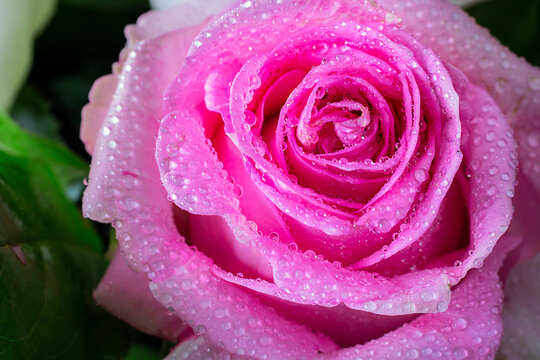 Close up of fresh bright pink rose petals with water drops, Horizontal shot with golden helix composition rule. Macro picture for postcard, wallpaper. Beautiful flower. Gift, surprise, hobby, garden