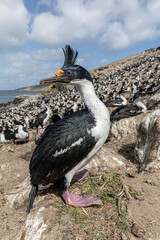 King Cormorant at the edge of a large colony
