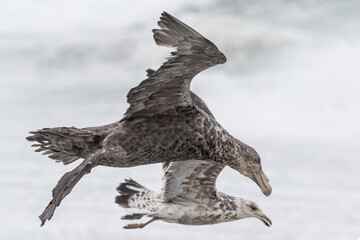 Southern Giant Petrel in flight with a Kelp Gull