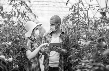 Young scientists farmers working on a tomato greenhouse farm. Compare the data in the tablet. Work...