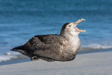 Southern Giant Petrel yawning