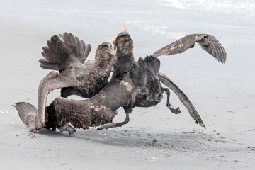 Southern Giant Petrel squabbling and fighting - obrazy, fototapety, plakaty