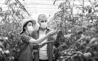 Young scientists farmers working on a tomato greenhouse farm. Compare the data in the tablet. Work...