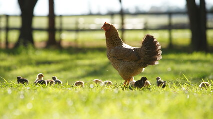 free range chicken © Victor