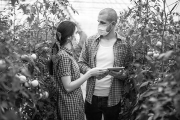 Young scientists farmers working on a tomato greenhouse farm. Compare the data in the tablet. Work...