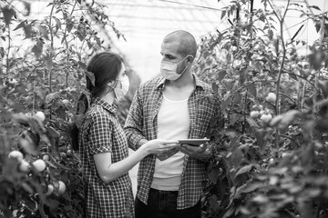 Young scientists farmers working on a tomato greenhouse farm. Compare the data in the tablet. Work...