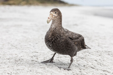 Southern Giant Petrel