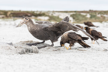 Southern Giant Petrel with Striated Caracara on Orca carcass