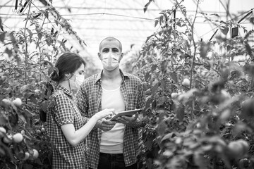 Young scientists farmers working on a tomato greenhouse farm. Compare the data in the tablet. Work...