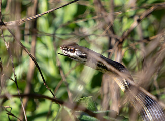 Close Snake in Vibrant Profile with Lizard Tail Sticking out of Mouth