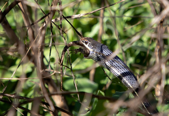 Close Up Profile Snake Eating Lizard with Feet and Tail Hanging from Mouth