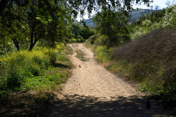 Fototapeta na wymiar Rabbit on Dirt Trail with Yellow Wildflowers and Trees in California