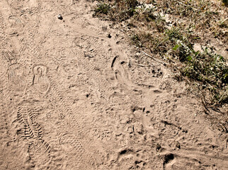 Rattlesnake Tracks with Tennis Shoe Tracks on Dirt Trail