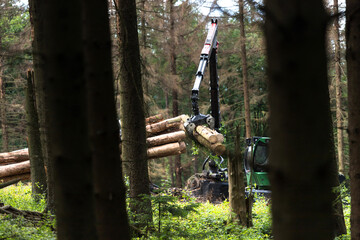 modern forest machine when felling trees