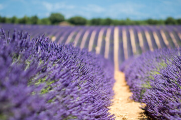 purple lavender flowers provence