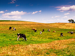 cows in the field