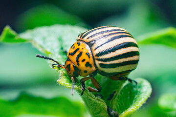 Crop pest, the Colorado potato beetle sits on the leaves of potatoes