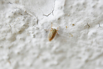 Bicho pequeño en pared
