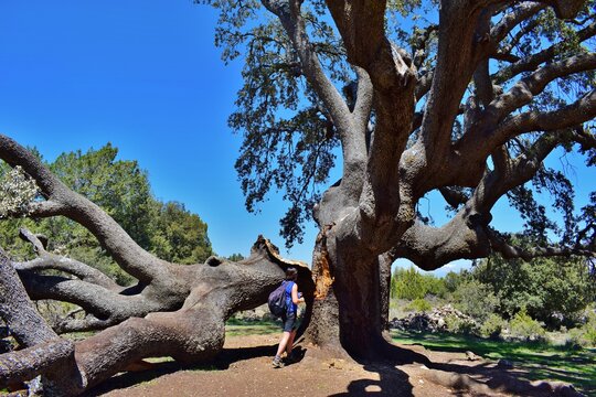 carrasca o encina de  Valderrom&aacute;n , Caracena, Soria