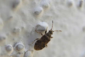 insecto caminando en oared