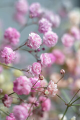 Multicolored bouquet of gypsophila flowers on gray background. Minimal composition of gypsophila flowers on pale pastel background.