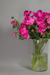Bouquet of pink peonies in glass vase on gray background, greeting card concept