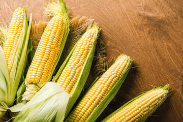 Fresh corn on the cob, agriculture, harvest
