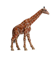 Plastic toy giraffe - isolated