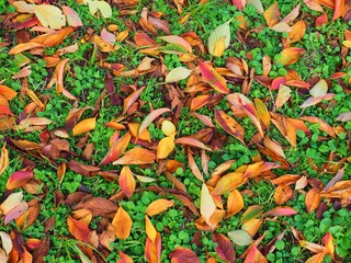 red orange and yellow autumn fallen leaves