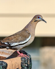 White-winged Dove at local Birdbath