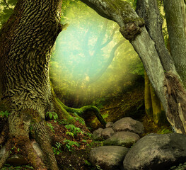 Fantasy forest with old mossy trees, sun shine and rocks