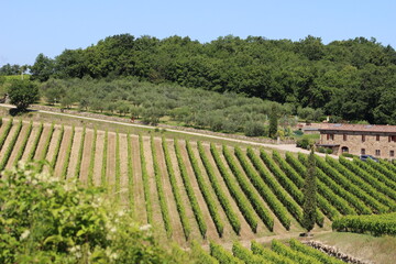 Chianti