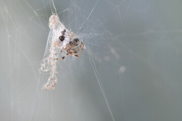 Araña en telaraña