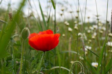Close up of a red poppy between other flowers on the edge of a typical Dutch farm field