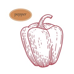 Vector vintage engraved illustration for menu, poster, web. Isolated on white background. Farm market product. Paprika icon