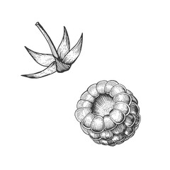 Engraved raspberry engraving. Vintage botanical vector sketch illustration. Line drawing. Organic fruit. Sweet berry.