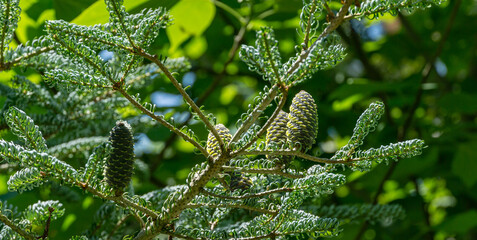 Fir Abies koreana Silberlocke with young blue cones on branch.  Green and silver spruce needles on korean fir. Selective nature focus close-up in spring garden. Concept for natural design
