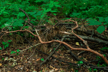 Windbreak in forest. Fallen tree and a bunch of dry branches in the summer forest against the green background