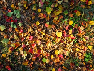 red orange and yellow autumn fallen leaves