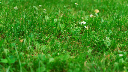 Summer green grass texture field with white small daisy flowers. In a garden under sunlight. Meadow of flower, spring floral landscape