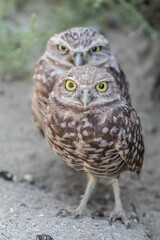Two burrowing owls looking suspiciously