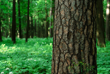 The trunk of a large tree with a large flap of brown color against a background of forest, green trees and plants