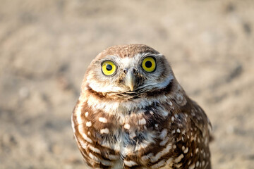 A baby burrowing owl with wide eyes