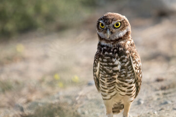 Burrowing owl standing on the ground